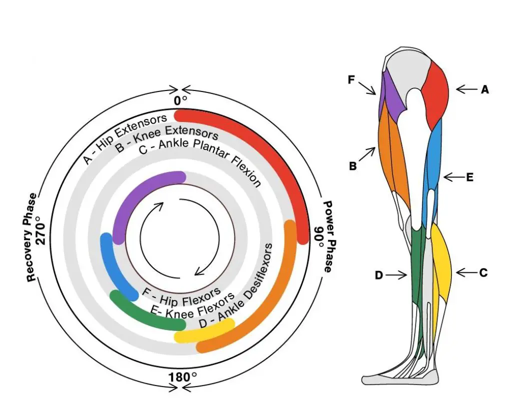 Which Muscles Do You Use When Cycling?