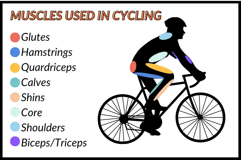 The impact of cycling on muscles