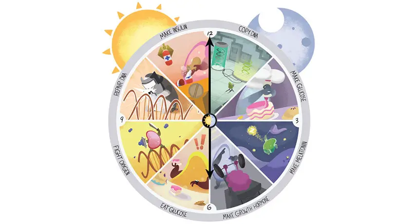 The organism is subject to biological rhythms